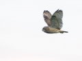 velduil; short-eared owl; asio flammeus