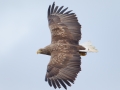 Zeearend; White-tailed eagle; Haliaeetus albicilla