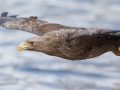 Zeearend; White-tailed eagle; Haliaeetus albicilla