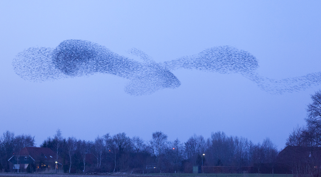 Grote groep vliegende spreeuwen; large flock of flying common starlings