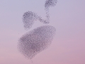 Grote groep vliegende spreeuwen; large flock of flying common starlings